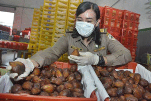 Salak Bali